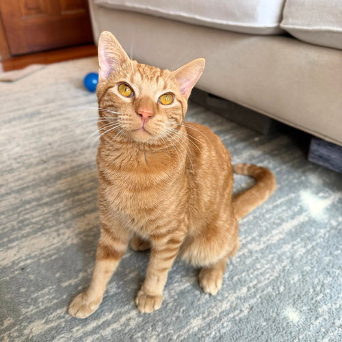 Igor, Adult Domestic Short Hair, cat for adoption in Clifton, New Jersey