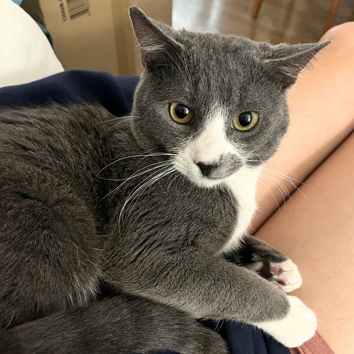 Burton, Adult Domestic Short Hair, cat for adoption in Clifton, New Jersey