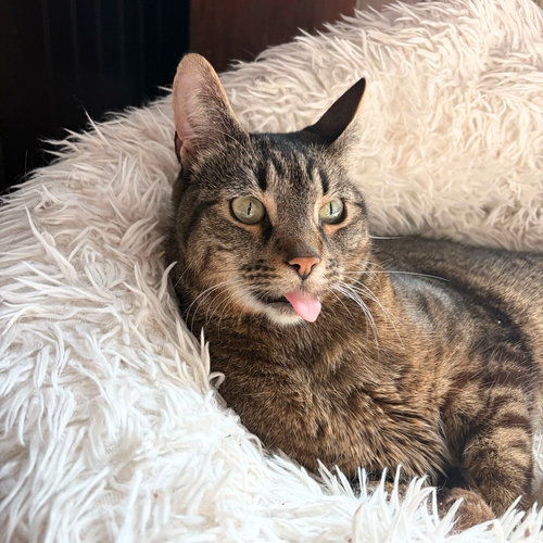Spock, Adult Domestic Short Hair, cat for adoption in Clifton, New Jersey