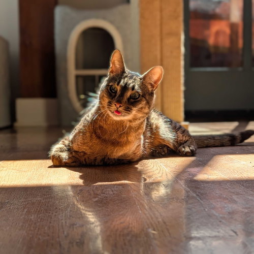Spock, a cat for adoption from Brooklyn Bridge Animal Welfare Coalition, Inc.
