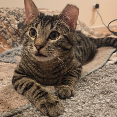 Fluffy, Young Domestic Short Hair, cat for adoption in Clifton, New Jersey
