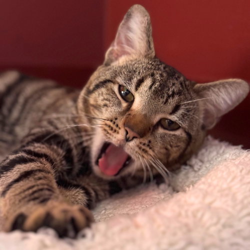 Cat the Cat, Adult Domestic Short Hair, cat for adoption in Clifton, New Jersey