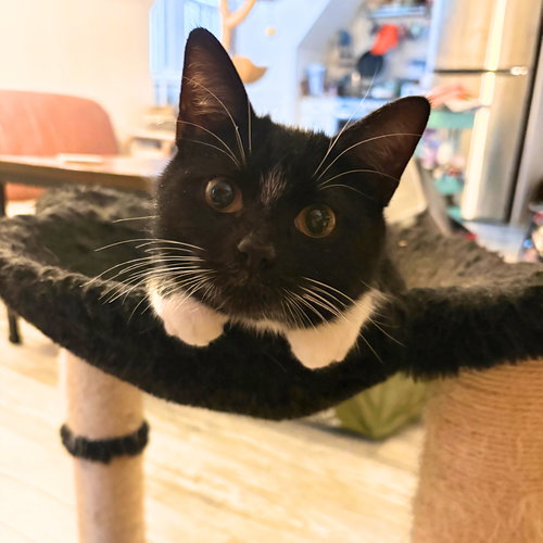 Tulip, Young Domestic Short Hair, cat for adoption in Clifton, New Jersey
