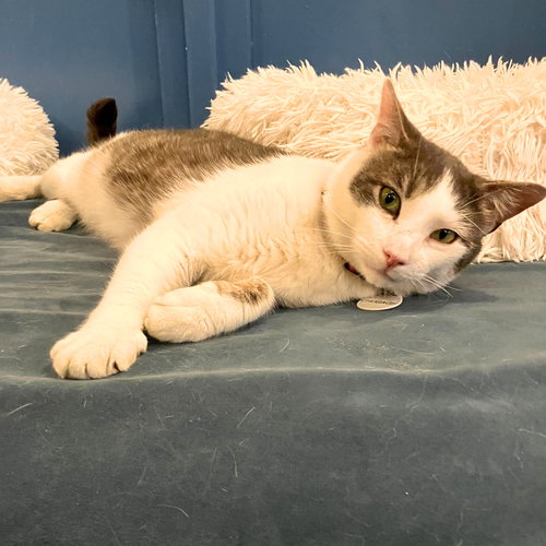 Chugach, Adult Domestic Short Hair, cat for adoption in Clifton, New Jersey