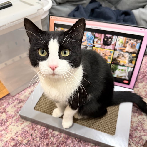 Hiccup, Adult Domestic Short Hair, cat for adoption in Clifton, New Jersey