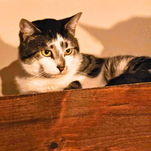 Flapjack Octopus, Adult Domestic Short Hair, cat for adoption in Clifton, New Jersey