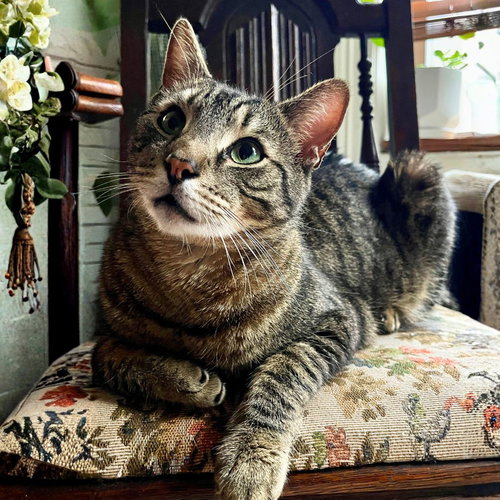 Clyde, Adult Domestic Short Hair, cat for adoption in Clifton, New Jersey