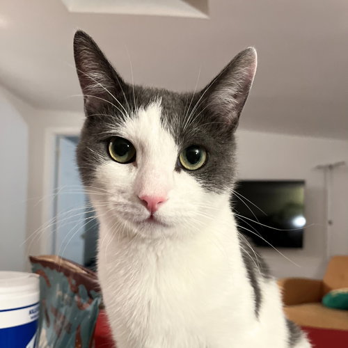 China, Senior Domestic Short Hair, cat for adoption in Clifton, New Jersey
