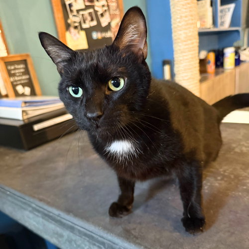 Hotel Howard, Adult Domestic Short Hair, cat for adoption in Clifton, New Jersey