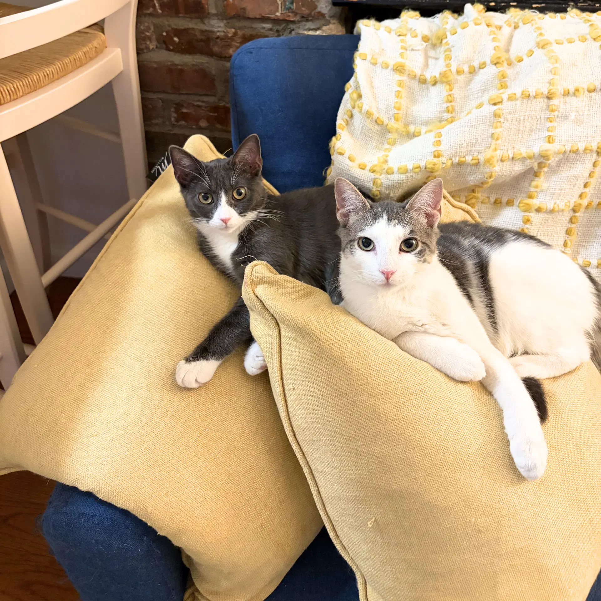Narc  Decoy - Domestic Short Hair
