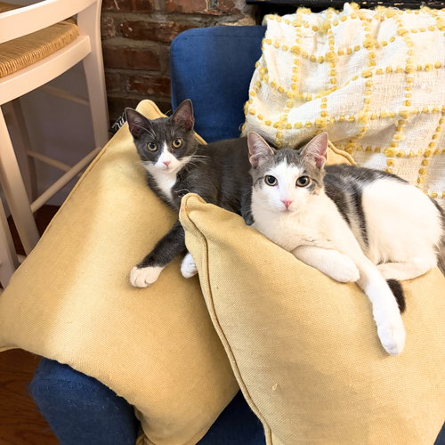 Narc & Decoy, Baby Domestic Short Hair, cat for adoption in Clifton, New Jersey
