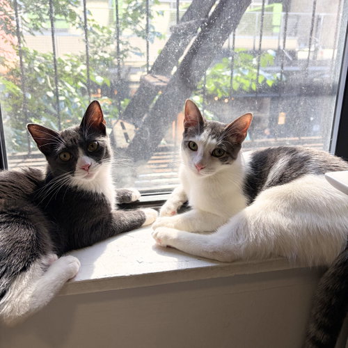 Narc & Decoy, Young Domestic Short Hair, cat for adoption in Mount Vernon, New York