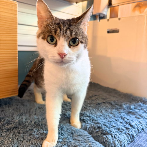 Baja Blast, Adult Domestic Short Hair, cat for adoption in Clifton, New Jersey
