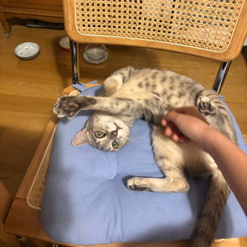 Aerith, an adoptable Domestic Short Hair in Brooklyn, NY