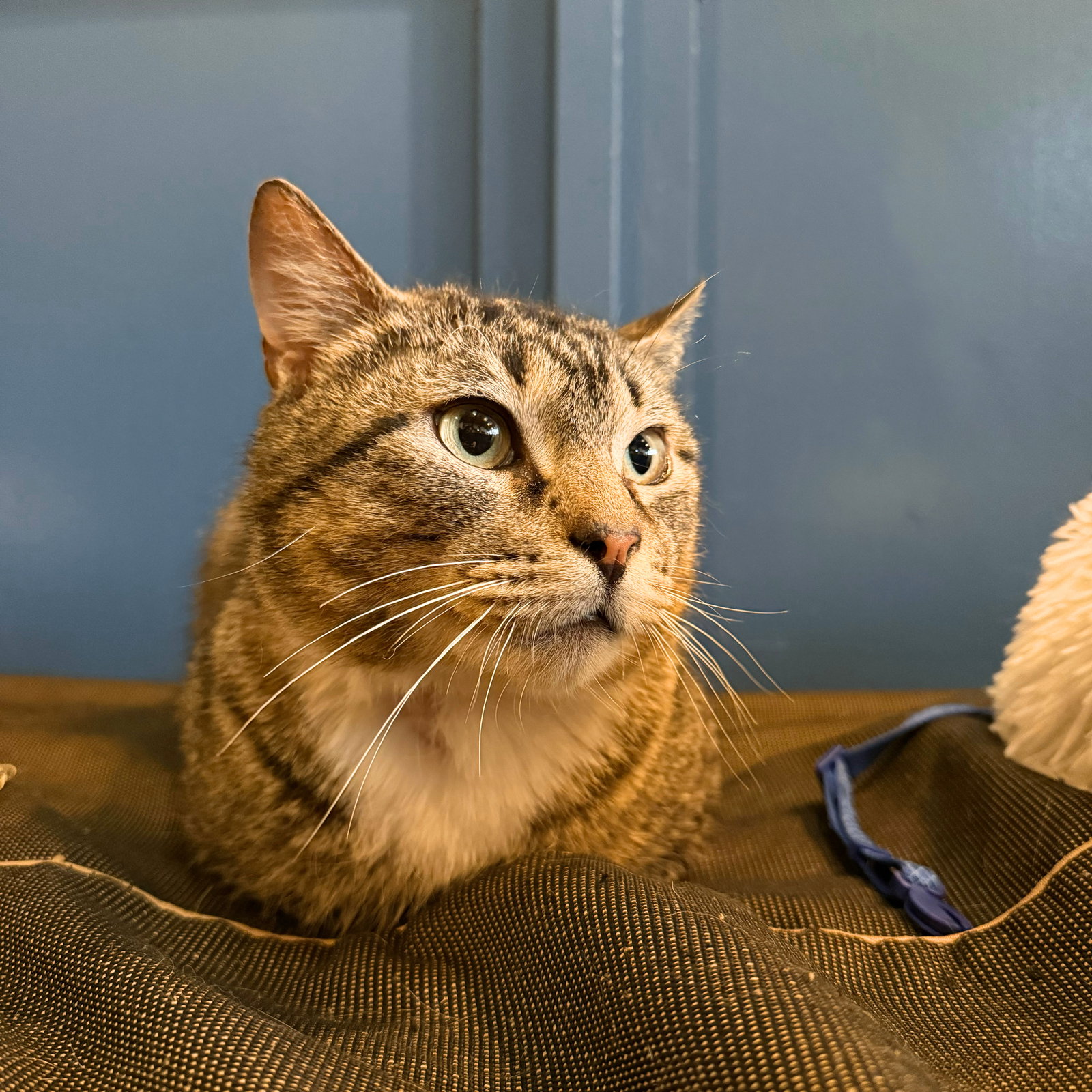 Chicolove Chivole - Brooklyn Cat Cafe