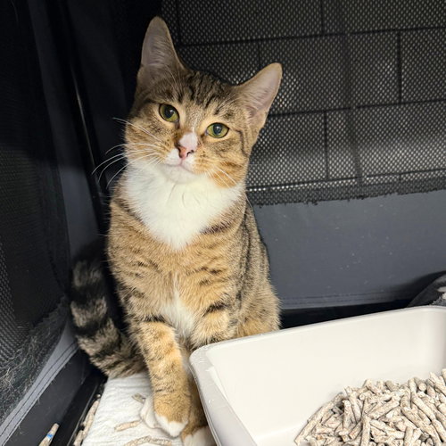 Kinyobi, Baby Domestic Short Hair, cat for adoption in New Rochelle, New York