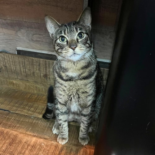 Tobacco, Adult Domestic Short Hair, cat for adoption in New Rochelle, New York