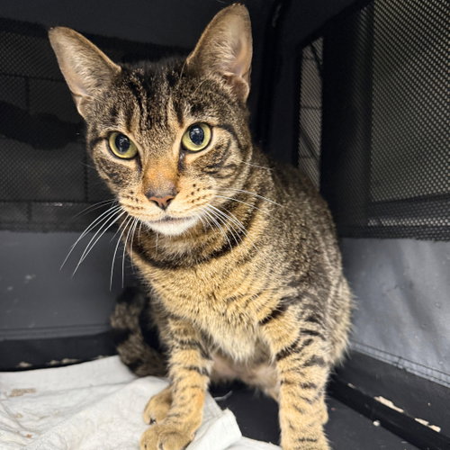 TOBACCO - Domestic Short Hair available for adoption