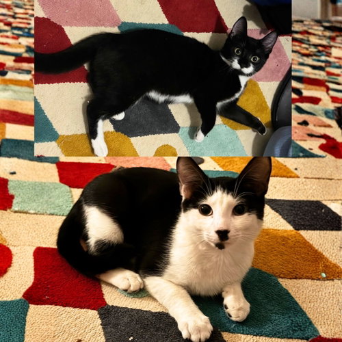 Magic & Sound Chamber, Baby Domestic Short Hair, cat for adoption in New Rochelle, New York