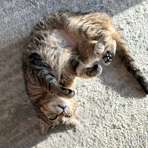 Bertha Mae, an adoptable Domestic Short Hair in Brooklyn, NY