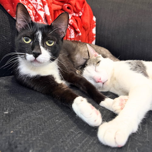 Lawrence & Leilani, Adult Domestic Short Hair, cat for adoption in New Rochelle, New York