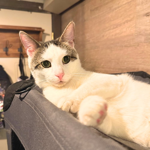 Lawrence, Adult Domestic Short Hair, cat for adoption in Passaic, New Jersey