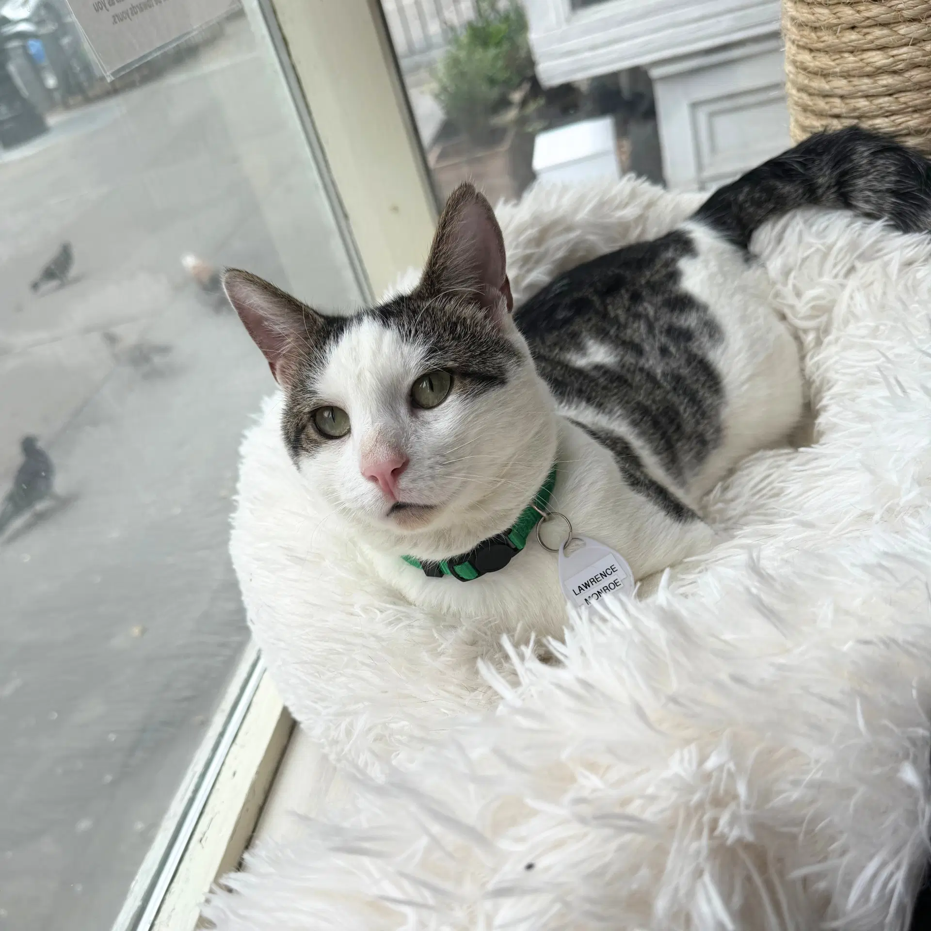 Lawrence - Domestic Short Hair