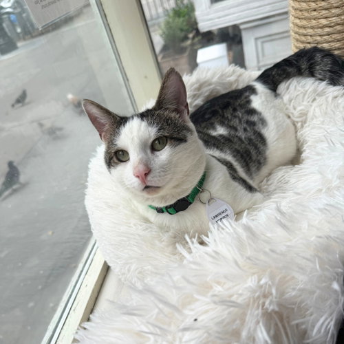 Lawrence, a cat for adoption from Brooklyn Bridge Animal Welfare Coalition, Inc.