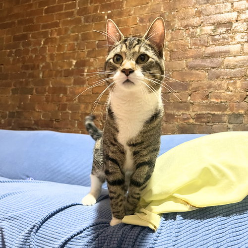 Checkpoint, an adoptable Domestic Short Hair in Brooklyn, NY