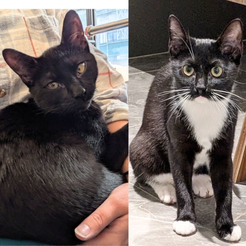 Bowtie & Runaway Ralph, Young Domestic Short Hair, cat for adoption in New Rochelle, New York