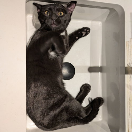 BOWTIE & RUNAWAY RALPH - Domestic Short Hair available for adoption