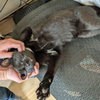 Bowtie & Runaway Ralph - Photo 4
