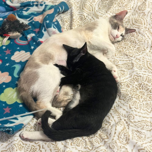 Estrella & Nube, an adoptable Domestic Short Hair in Brooklyn, NY