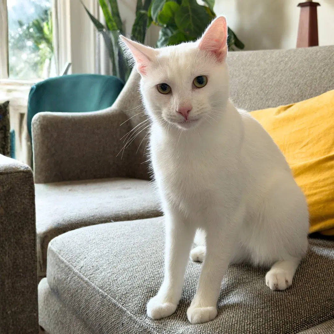 Beni - Domestic Short Hair