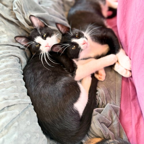 Clyde Drexler & Chili P, an adoptable Domestic Short Hair in Brooklyn, NY