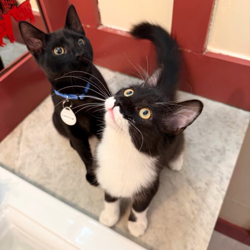 Paprika & Hakeem, an adoptable Domestic Medium Hair in Brooklyn, NY