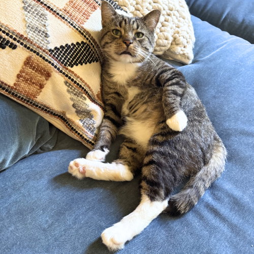 Bernie, an adoptable Domestic Short Hair in Brooklyn, NY