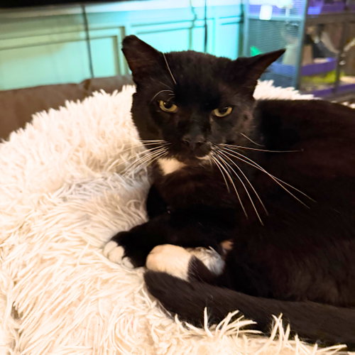 Trinity, an adoptable Domestic Short Hair in Brooklyn, NY