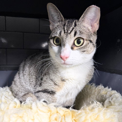 Happening, an adoptable Domestic Short Hair in Brooklyn, NY