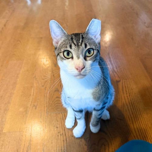 Happening, Adult Domestic Short Hair, cat for adoption in Clifton, New Jersey