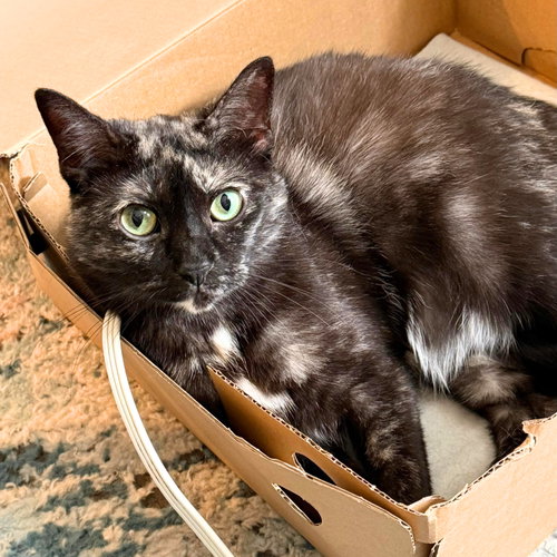 Corvette, an adoptable Domestic Short Hair in Brooklyn, NY