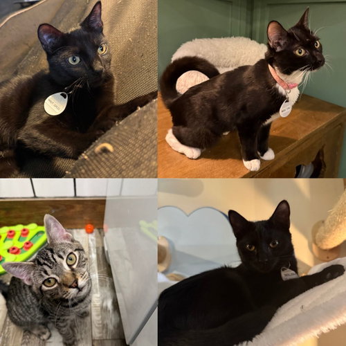 MAI TAI & THE ALCOHOL FREE FRIENDS! - Domestic Short Hair available for adoption