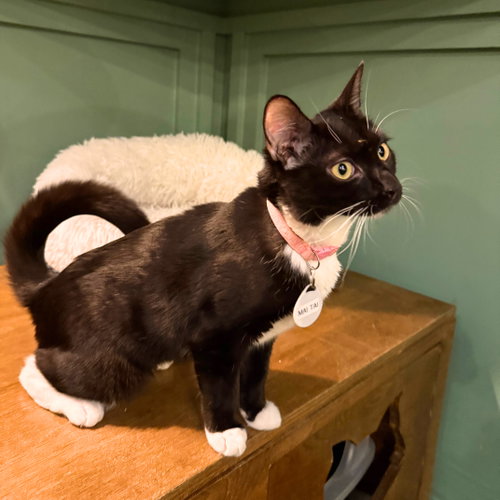 Mai Tai, Baby Domestic Short Hair, cat for adoption in Mount Vernon, New York
