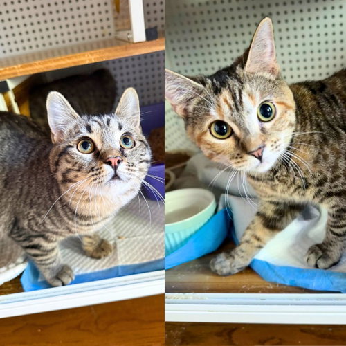 Argon & Radon, an adoptable Domestic Short Hair in Brooklyn, NY
