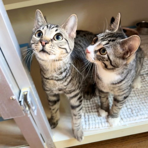 Helium & Krypton, Baby Domestic Short Hair, cat for adoption in New Rochelle, New York
