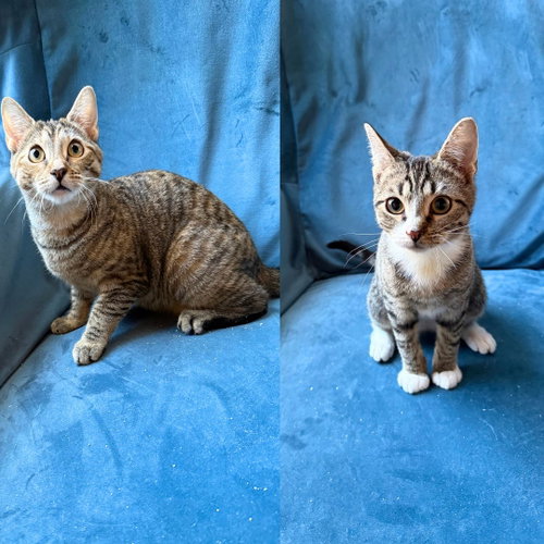 Neon & Xenon, Domestic Short Hair, cat for adoption in New Rochelle, New York