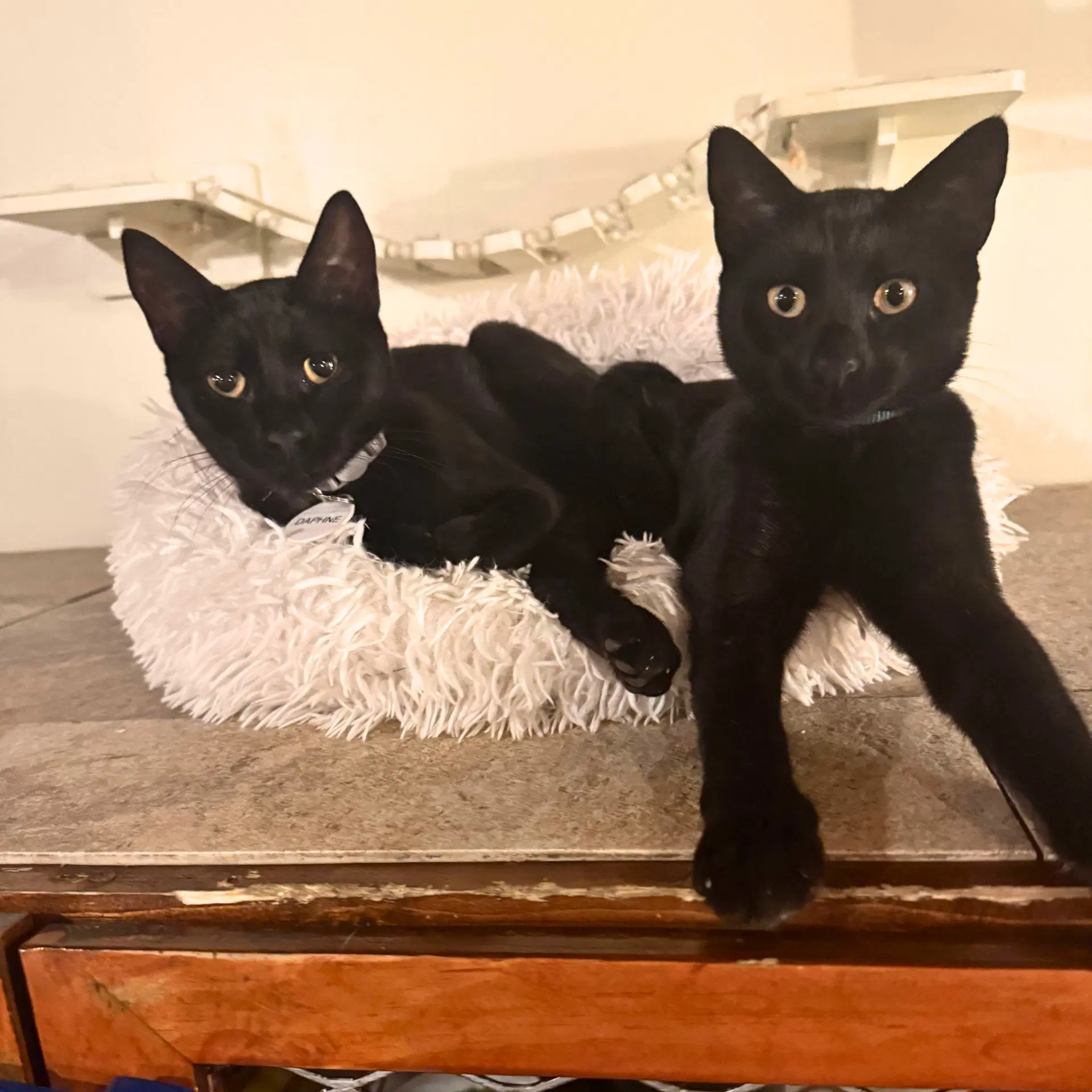 Daphne And Velma - Domestic Short Hair