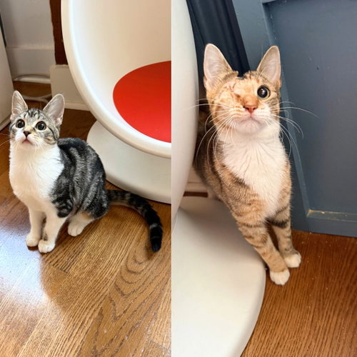 Cinnamon & Nutmeg, Baby Domestic Short Hair, cat for adoption in New Rochelle, New York