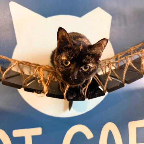 Couric, Young Domestic Short Hair, cat for adoption in New Rochelle, New York