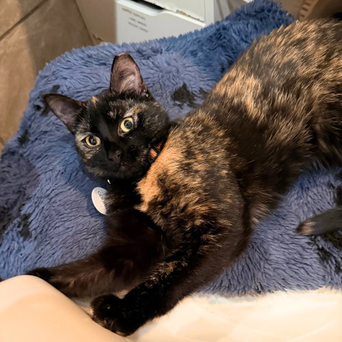 Couric, an adoptable Domestic Short Hair in Brooklyn, NY